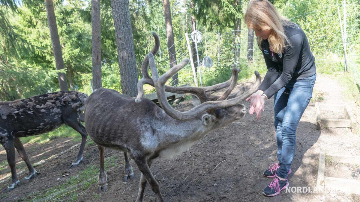 Conny beim Rentiere füttern im Rokua Nationalpark Finnland