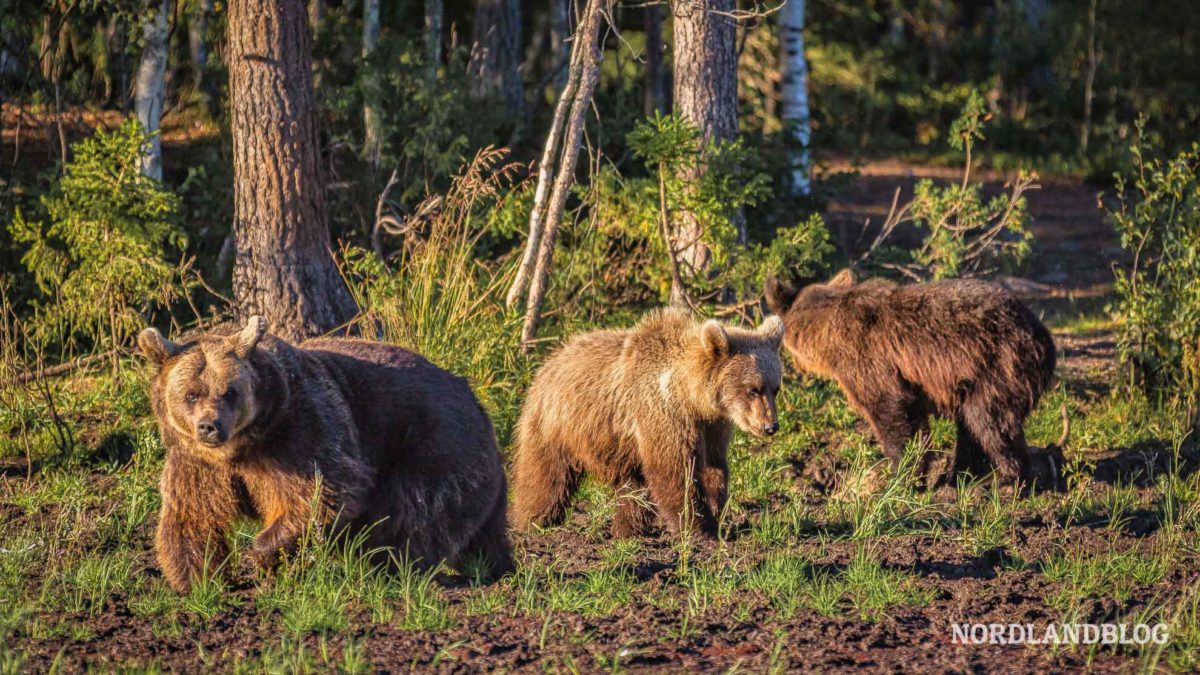 Eine Bärenfamilie in Kuusamo Finnland