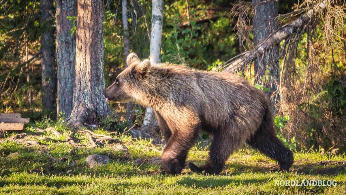 Junger Bär in Kuusamo Finnland