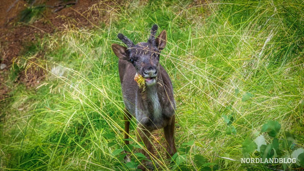 Junges Rentier beim Fressen im Rokua Nationalpark Finnland