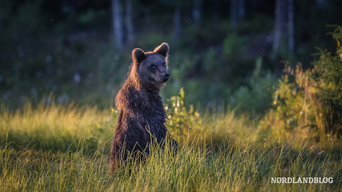 Mit diesem Bär möchte man gern kuscheln in Kuusamo Finnland
