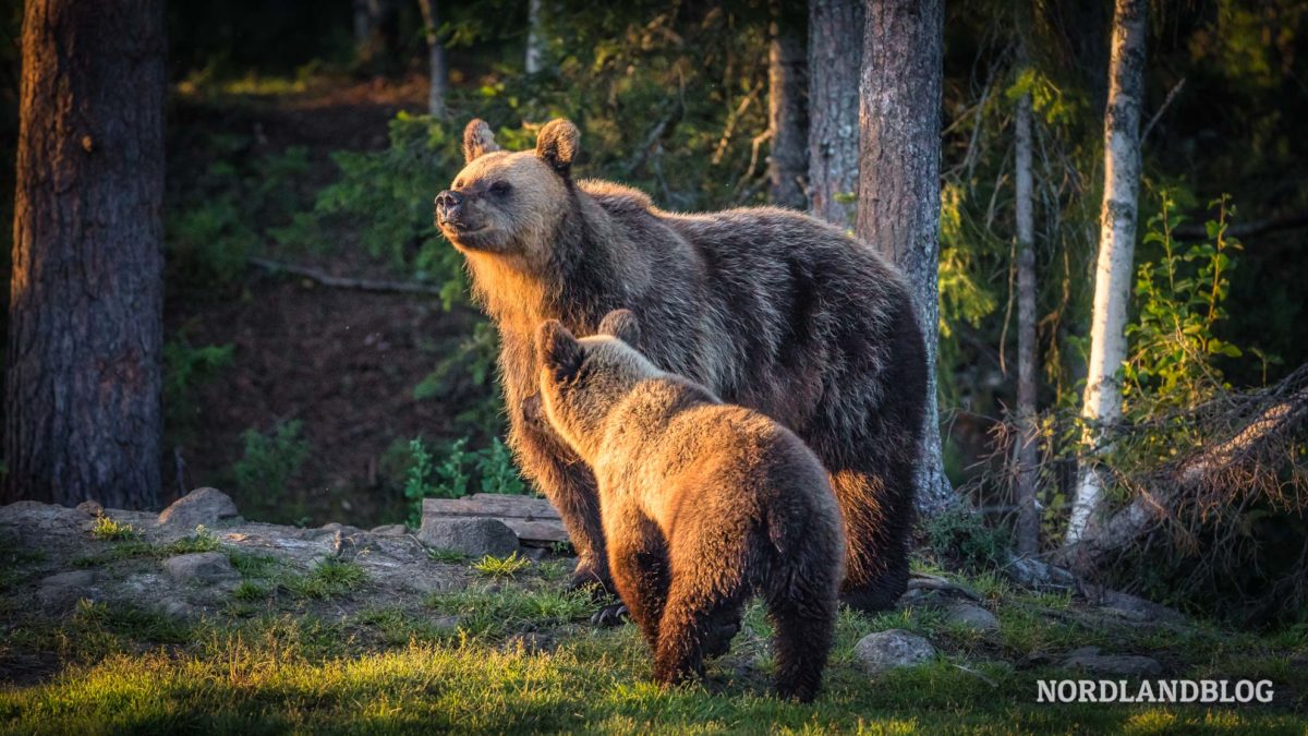 Mutter Bär mit ihrem Jungen in Kuusamo Finnland