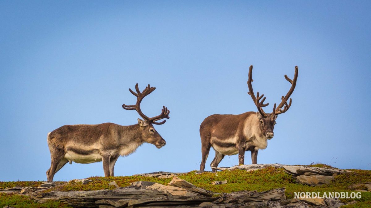 Rentiere am Nordkapp Norwegen