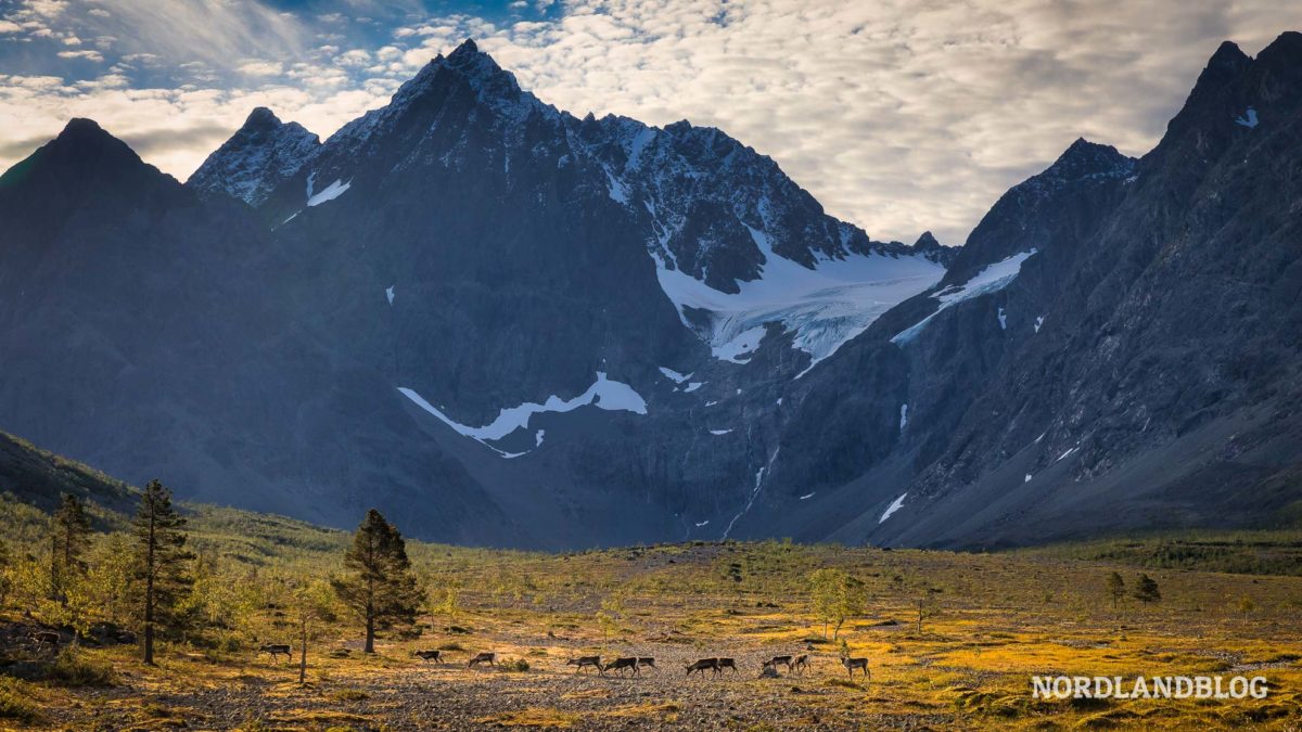 Rentiere auf der Wanderung zum Blåisvatnet in den Lyngenalpen Nordnorwegen