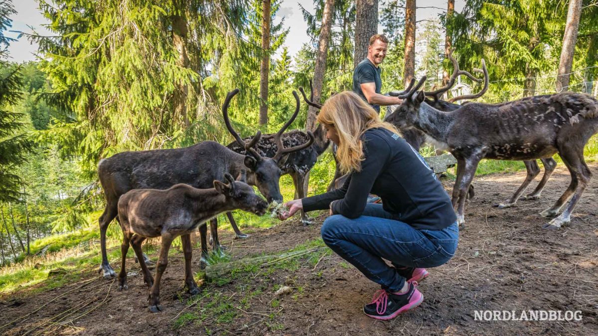 Rentiere füttern im Rokua Nationalpark Finnland