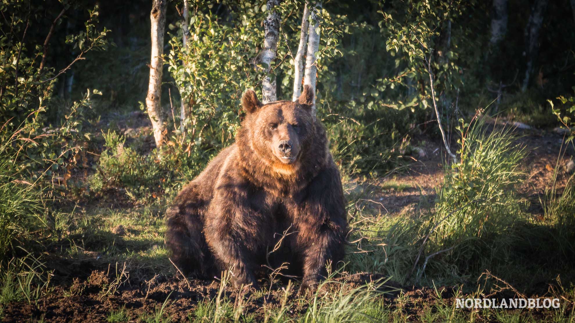 Bärenbeobachtung in Finnland Braunbär am Waldrand
