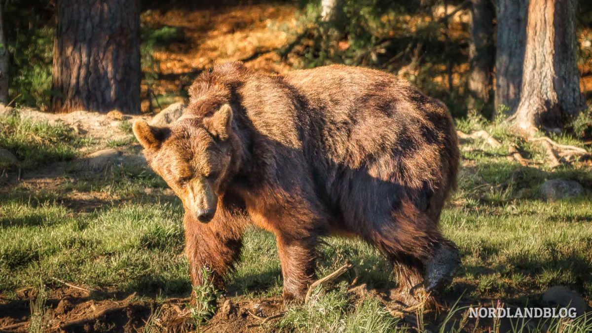 Bärenbeobachtung in Finnland bei Kuusamo im Wald