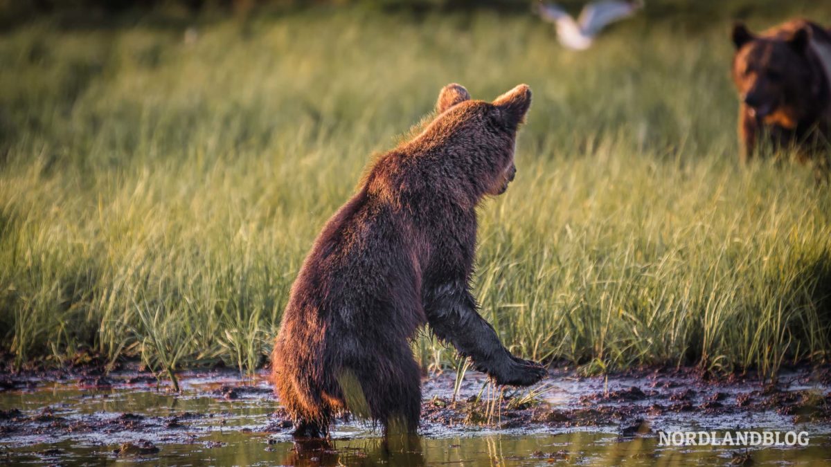 Bärenbeobachtung in Finnland bei Kuusamo im Wald