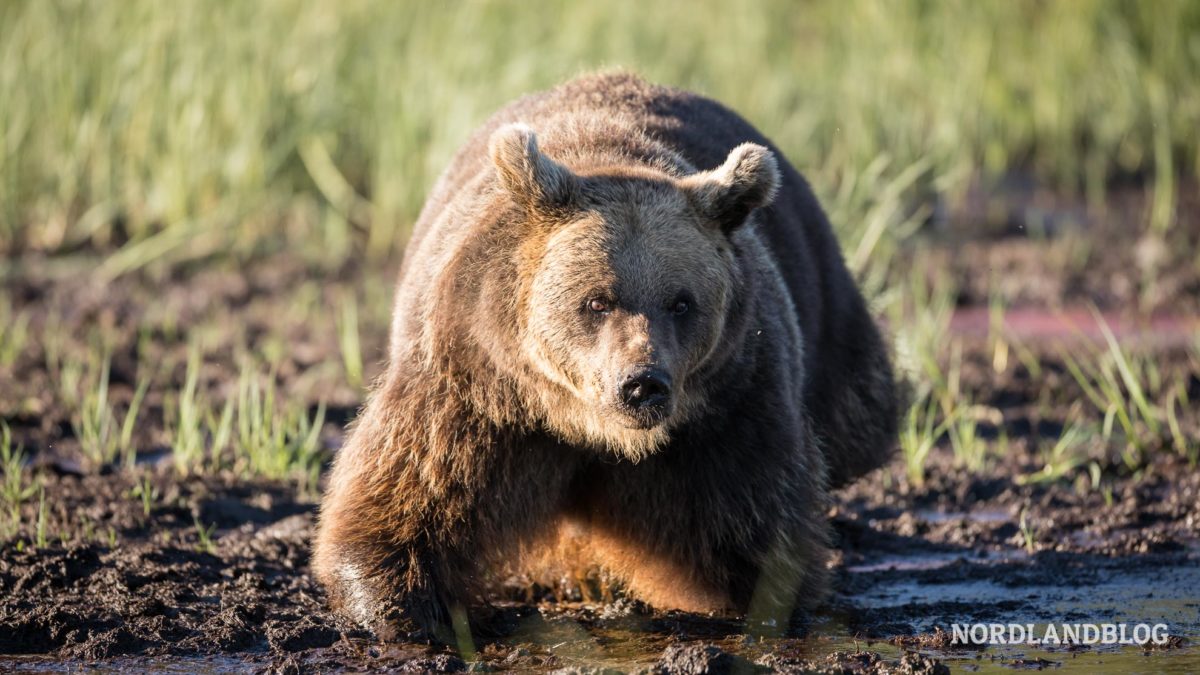 Bärenbeobachtung in Finnland bei Kuusamo im Wald