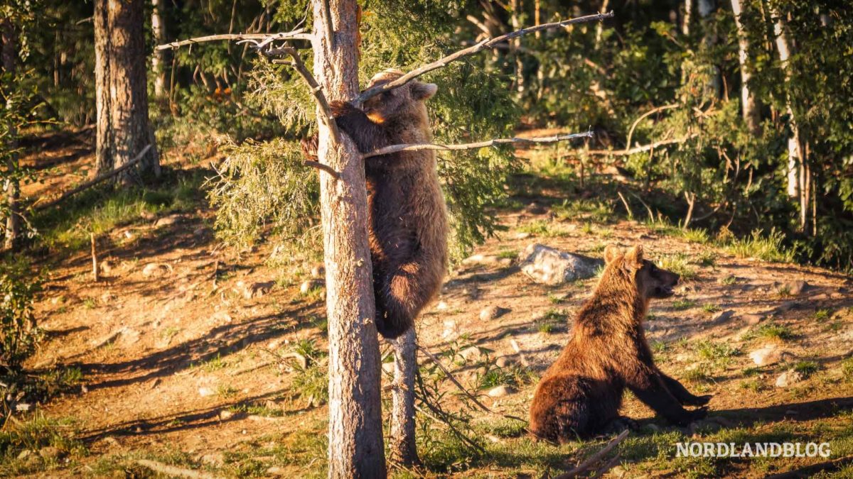 Bärenbeobachtung in Finnland bei Kuusamo im Wald