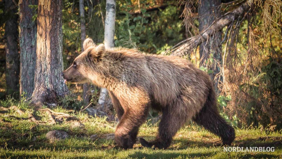 Bärenbeobachtung in Finnland bei Kuusamo im Wald