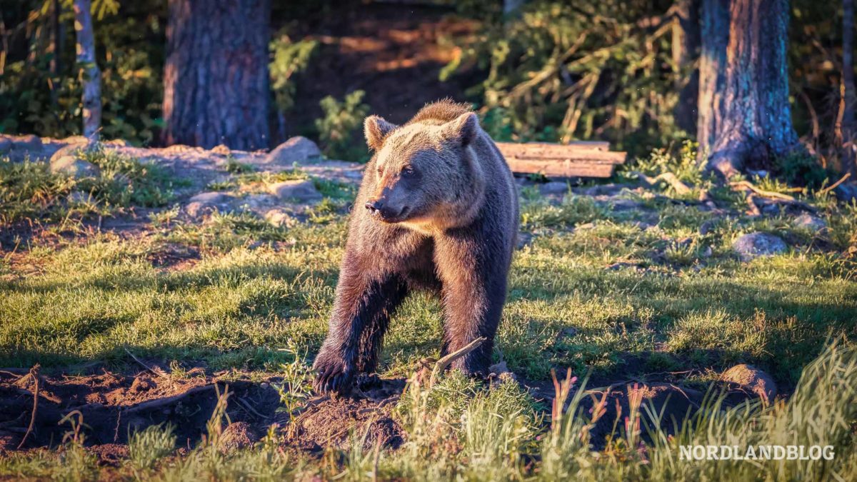 Bärenbeobachtung in Finnland bei Kuusamo im Wald