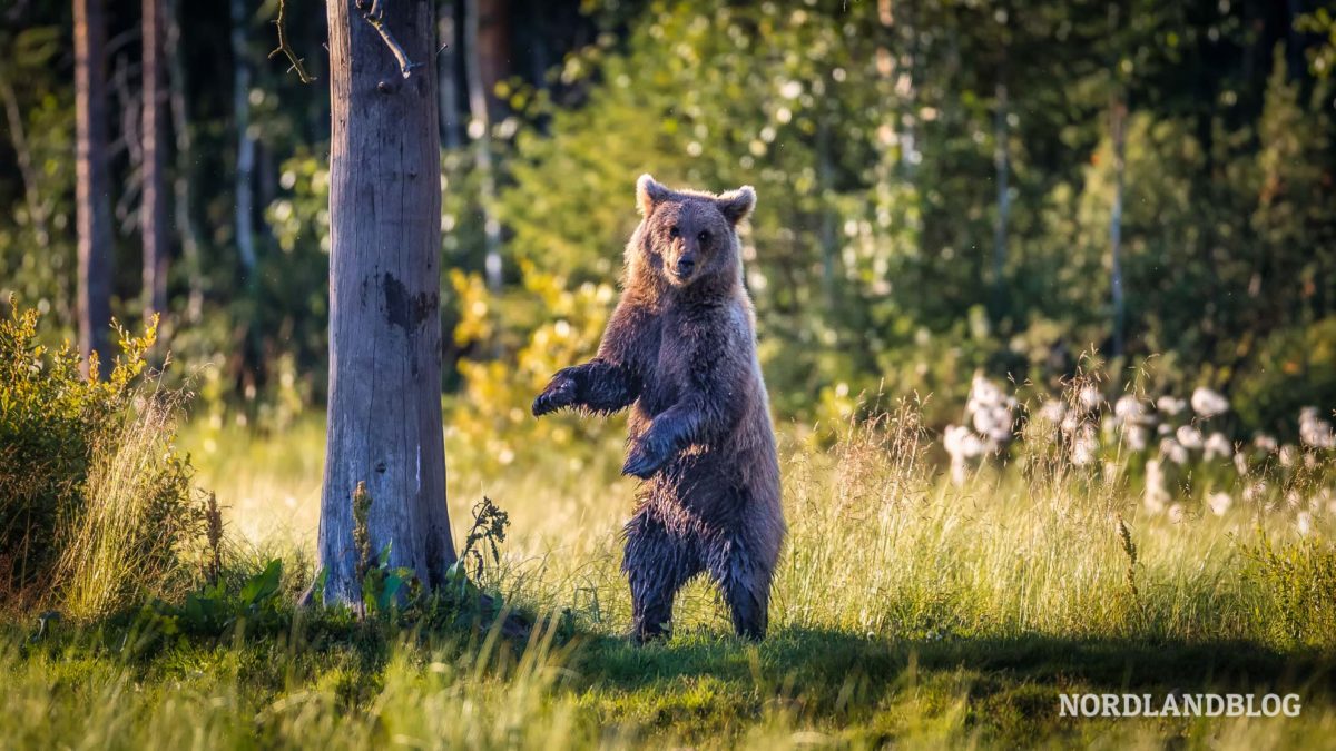 Ein junger Bär auf unserer Bärenbeobachtung in Finnland