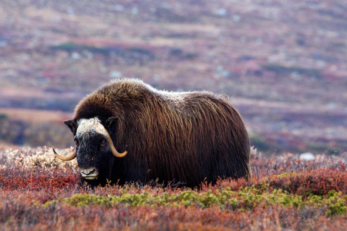 Moschusochsen im norwegischen Nationalpark Dovrefjell