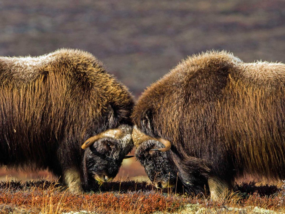 Moschusochsen im Dovrefjell-Sunndalsfjella Nationalpark