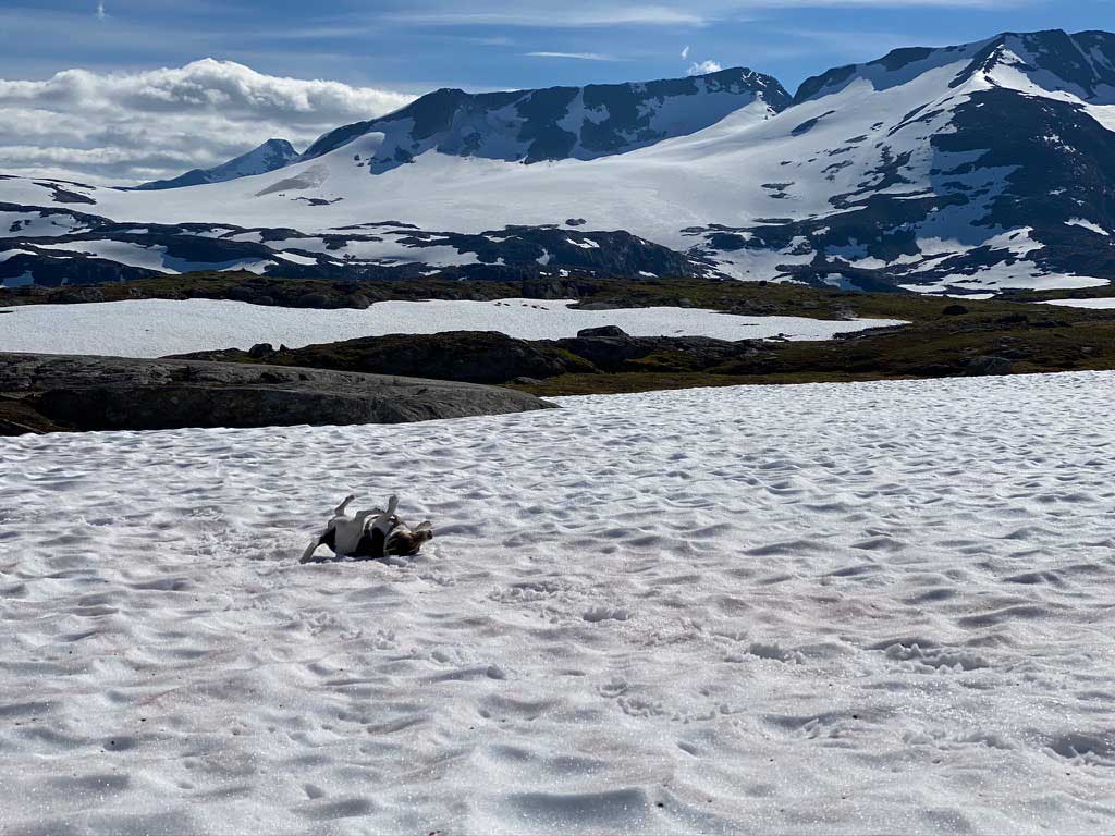 Unser Hundeopa genießt den Schnee im Aurlandsfjellet in Norwegen.