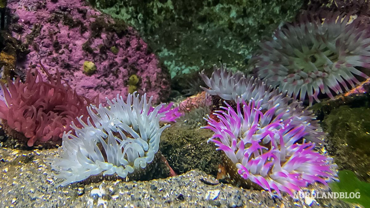 Museen auf den Lofoten: Aquarium Lofoten (Norwegen)