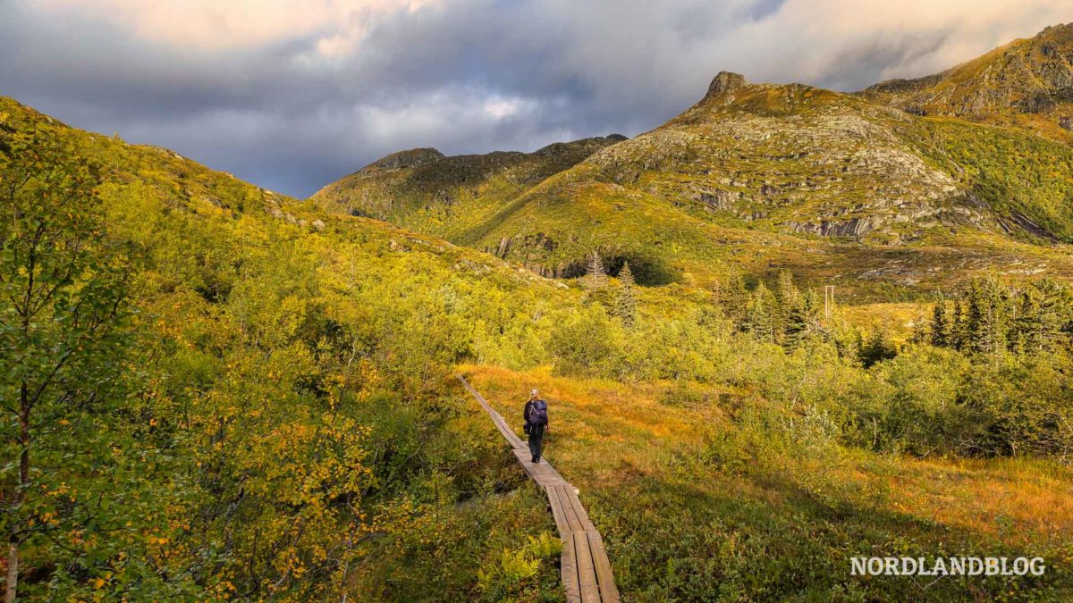 Befestigter-Weg-Herbstlandschaft-Wanderung-zur-Nokksaetra-bei-Svolvaer-Lofoten-in-Norwegen
