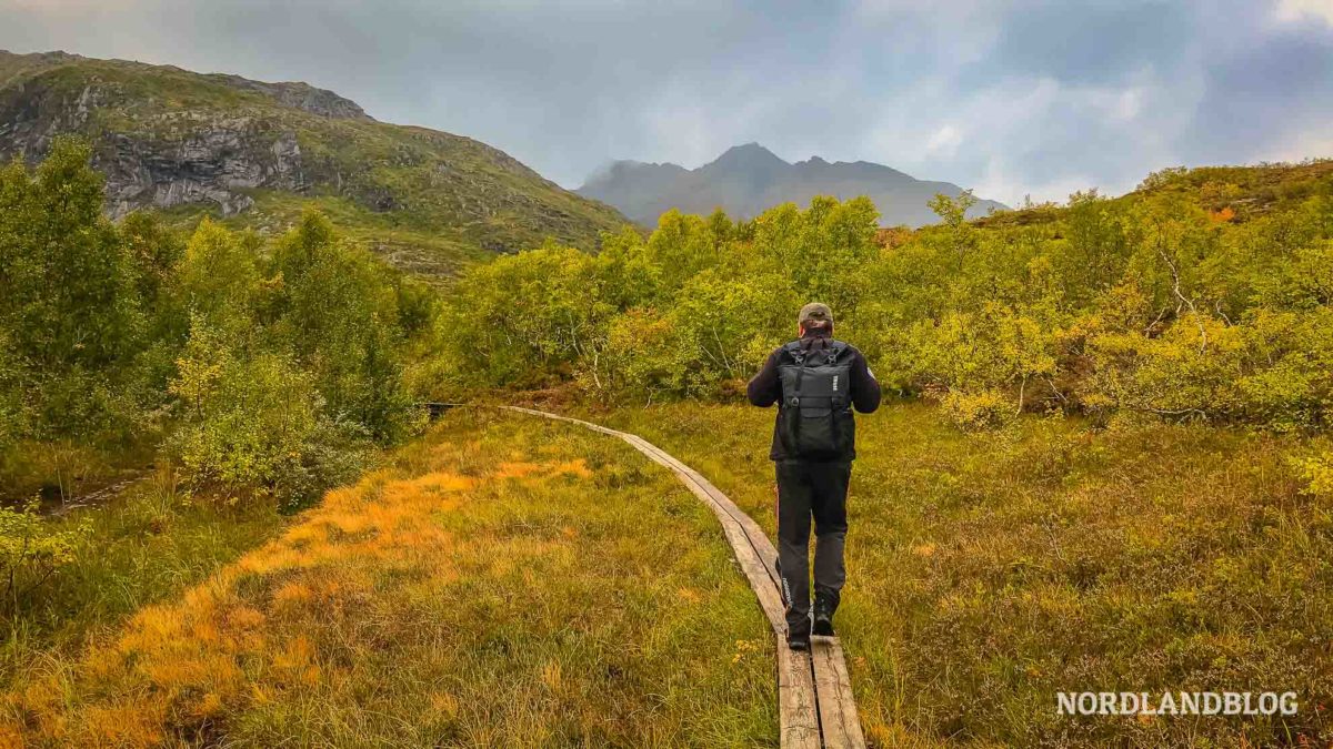 Sirko-auf-dem-Wanderweg-Herbstlandschaft-Wanderung-zur-Nokksaetra-bei-Svolvaer-Lofoten-in-Norwegen