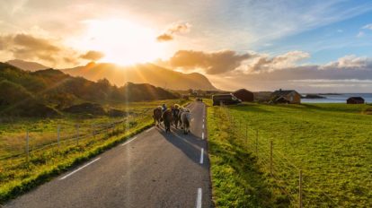 Titelbild Reiten Pferde in Hov Aktivitäten auf den Lofoten