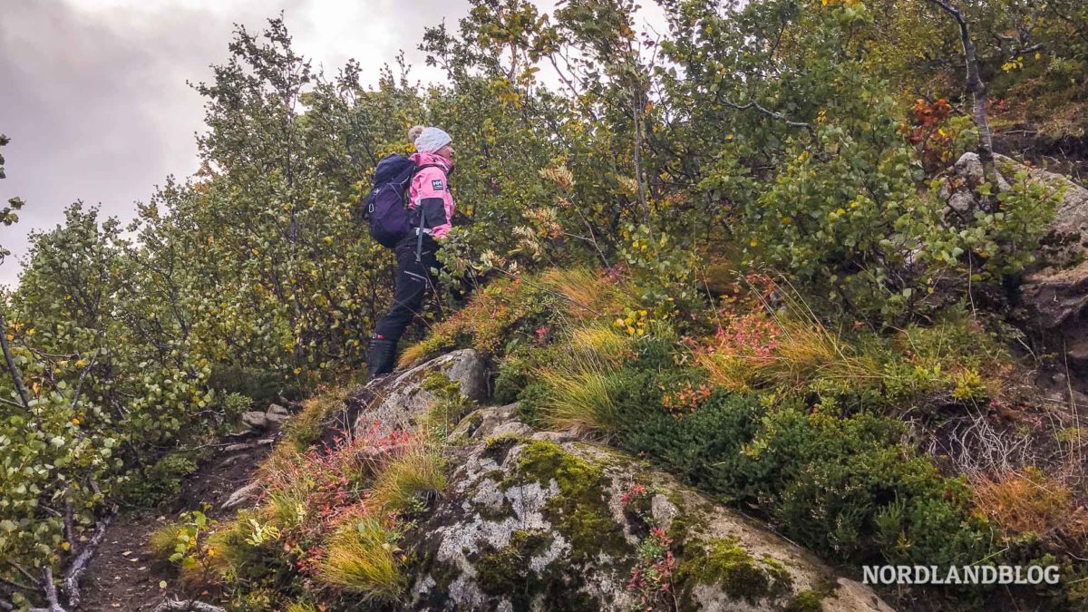 Conny auf dem Weg der Wanderung auf den Hoven auf den Lofoten in Norwegen