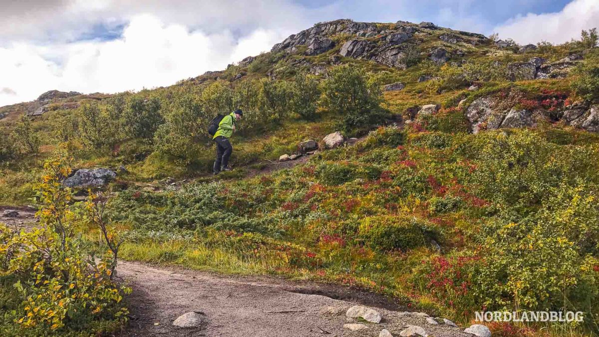 Sirko beim Aufstieg der Wanderung auf den Hoven auf den Lofoten in Norwegen