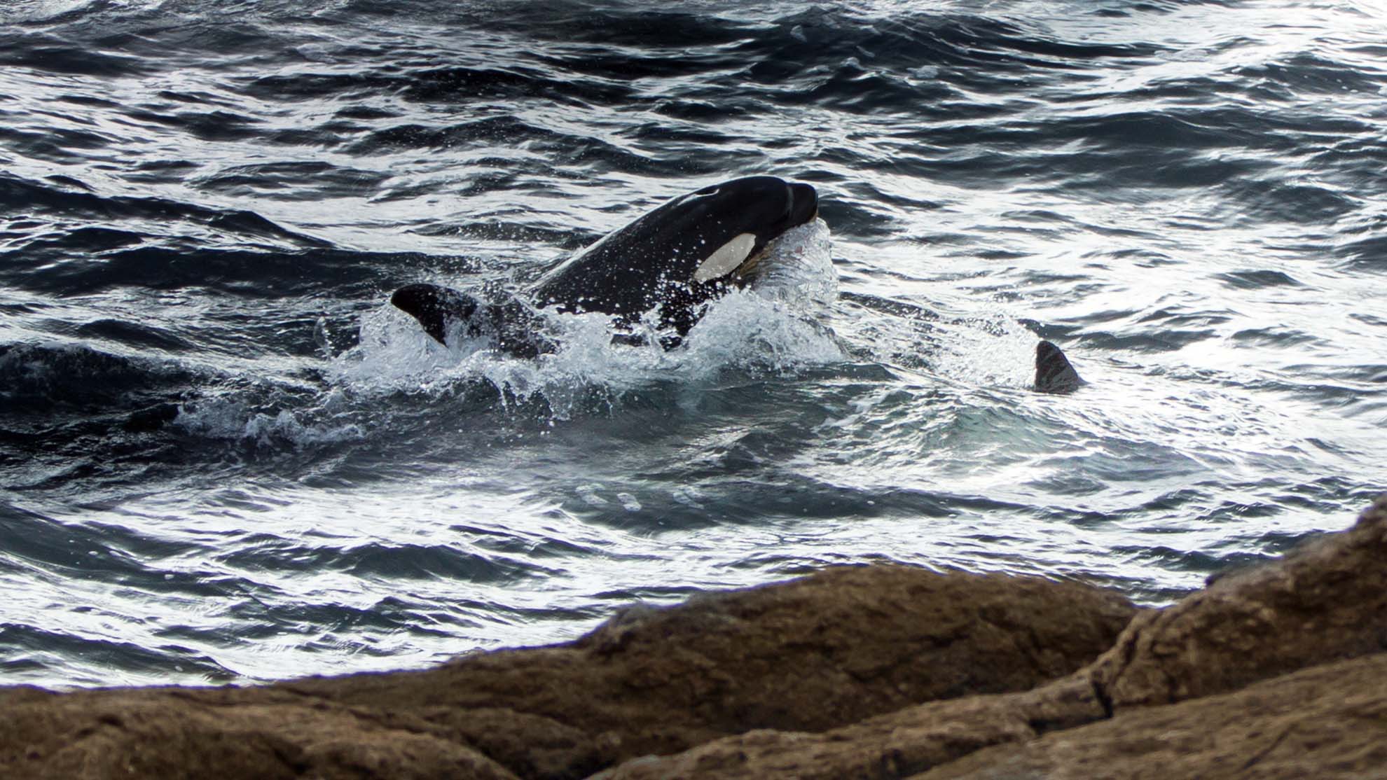 Orcas zu Besuch auf den Lofoten