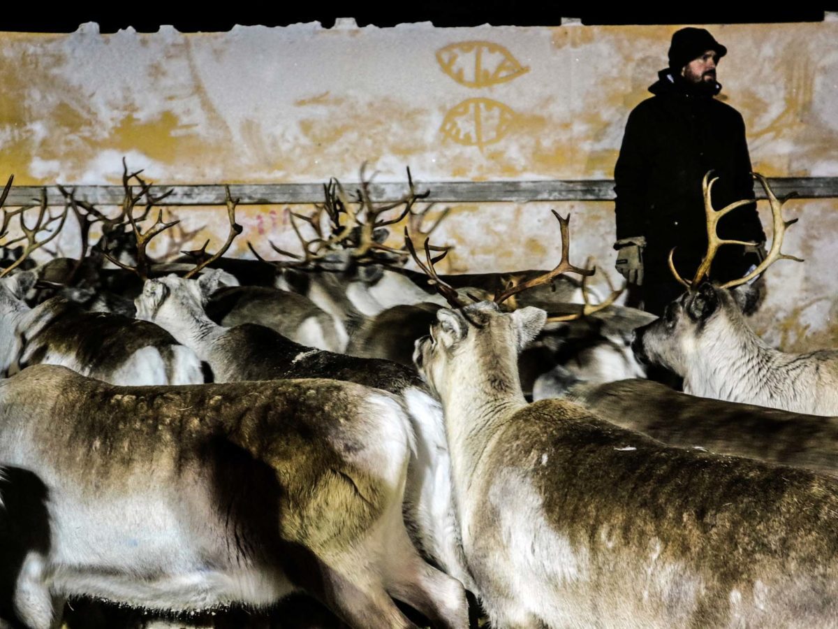 Die Rentiere werden von den Samen je nach Besitzer sortiert in Lappland