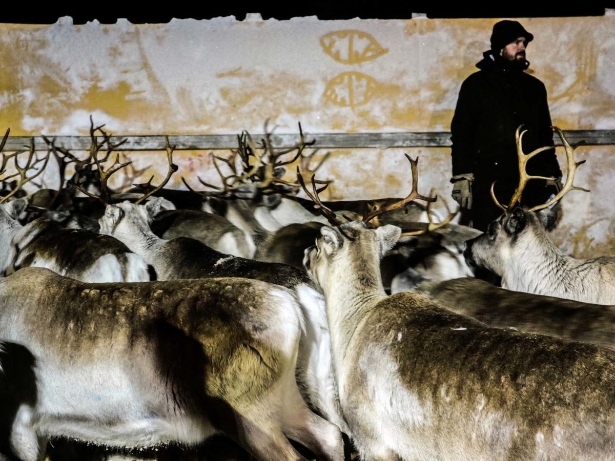 Die Rentiere werden von den Samen je nach Besitzer sortiert in Lappland 