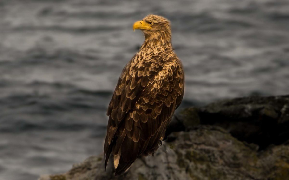 Adler auf der Insel Værøy