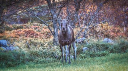 Titelbild_Elche_Norwegen_Fotografieren_Beobachten