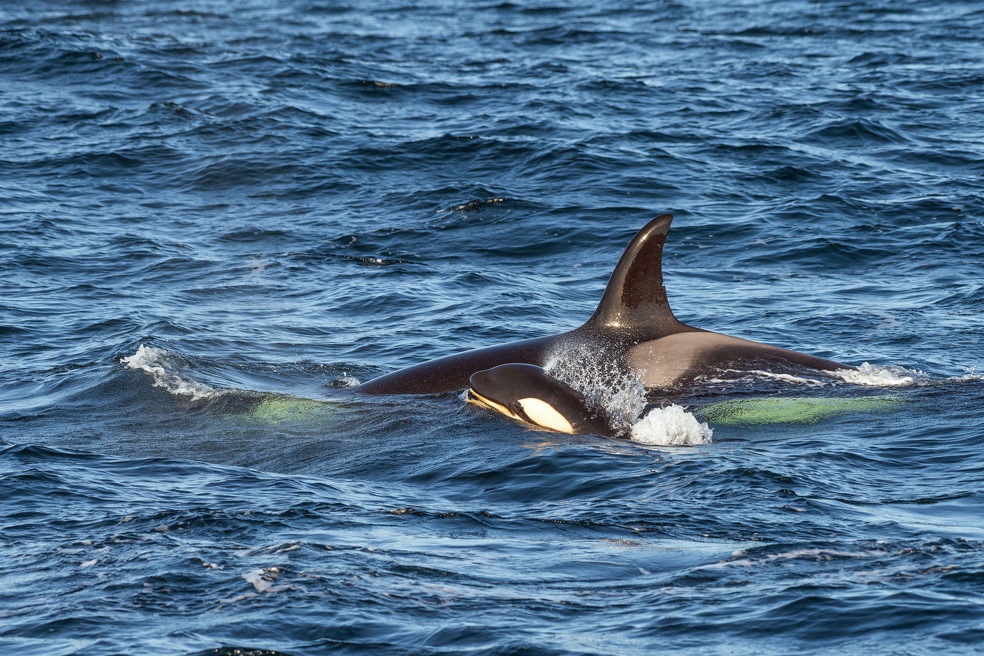 Orcas mit einem Jungtier