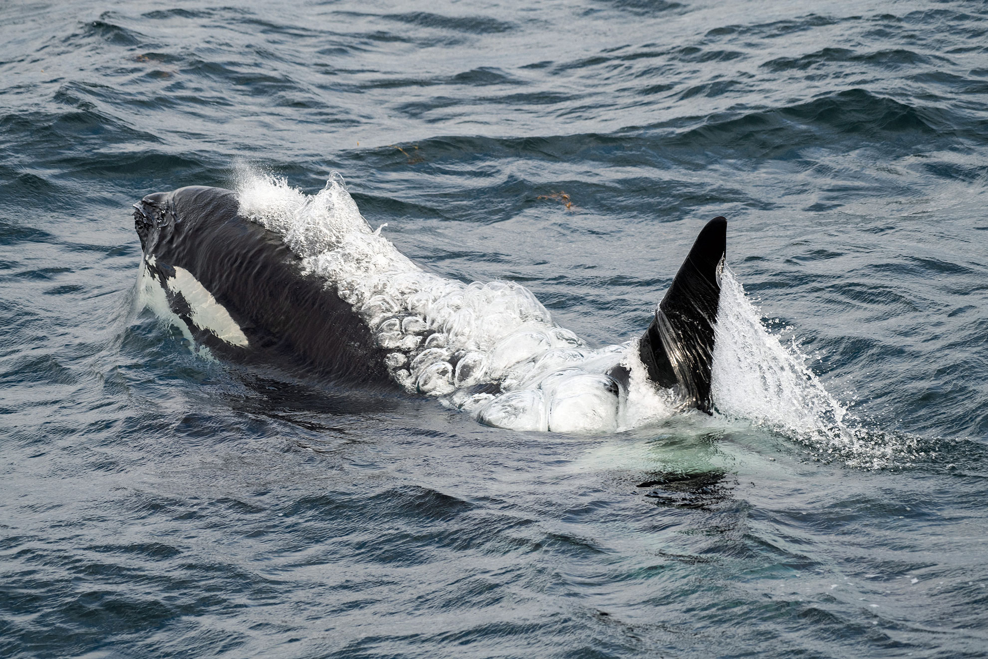 Orcas bei der Walsafari auf den Vesterålen