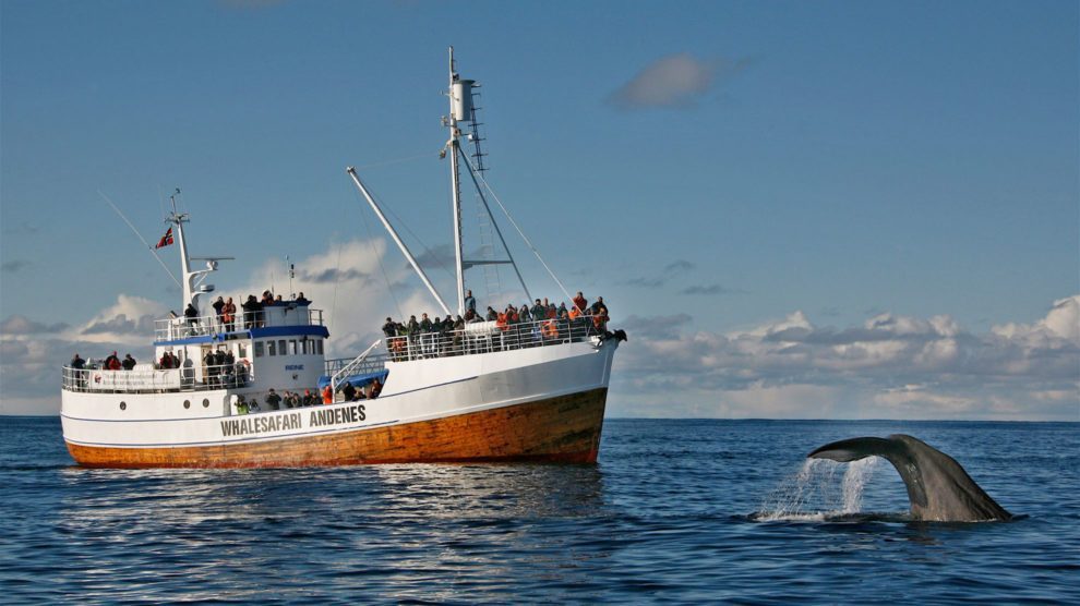 Schiff auf Wal Safari in Andenes (Norwegen)