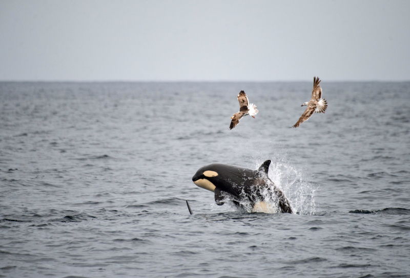 Wal Safari in Andenes: Pottwale auf den Vesterålen