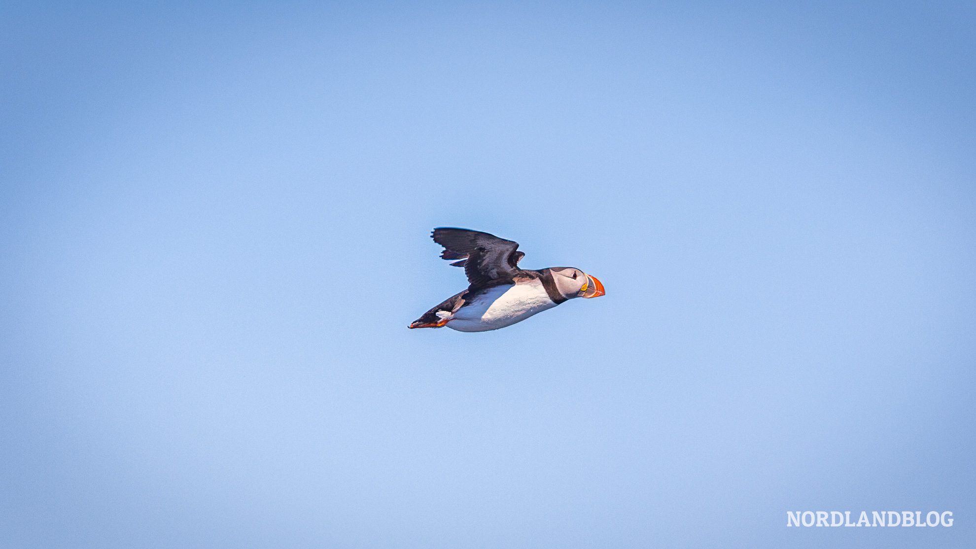 Lundefugl Puffins im Flug in Norwegen