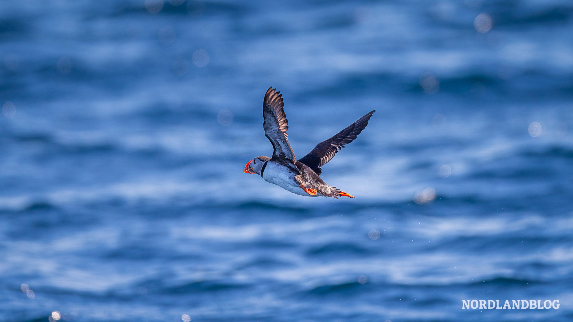 Papageitaucher Flug Gjesvaertappen Nordkap Norwegen