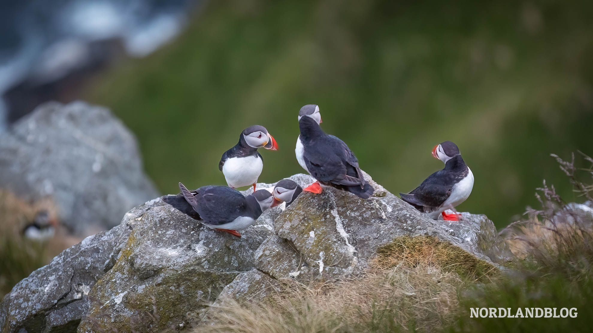 Papageitaucher Gruppe Insel Runde Norwegen