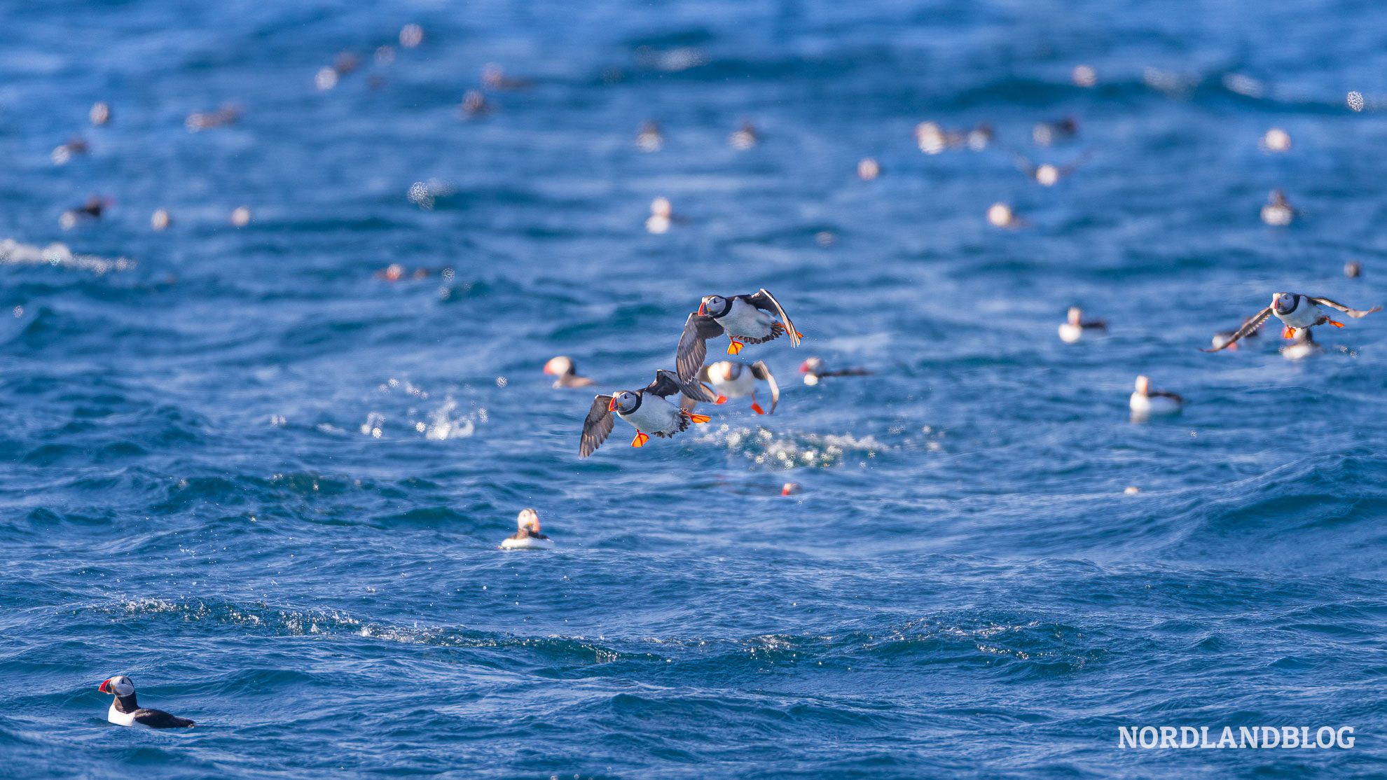 Papageitaucher in Norwegen im Flug fotografiert