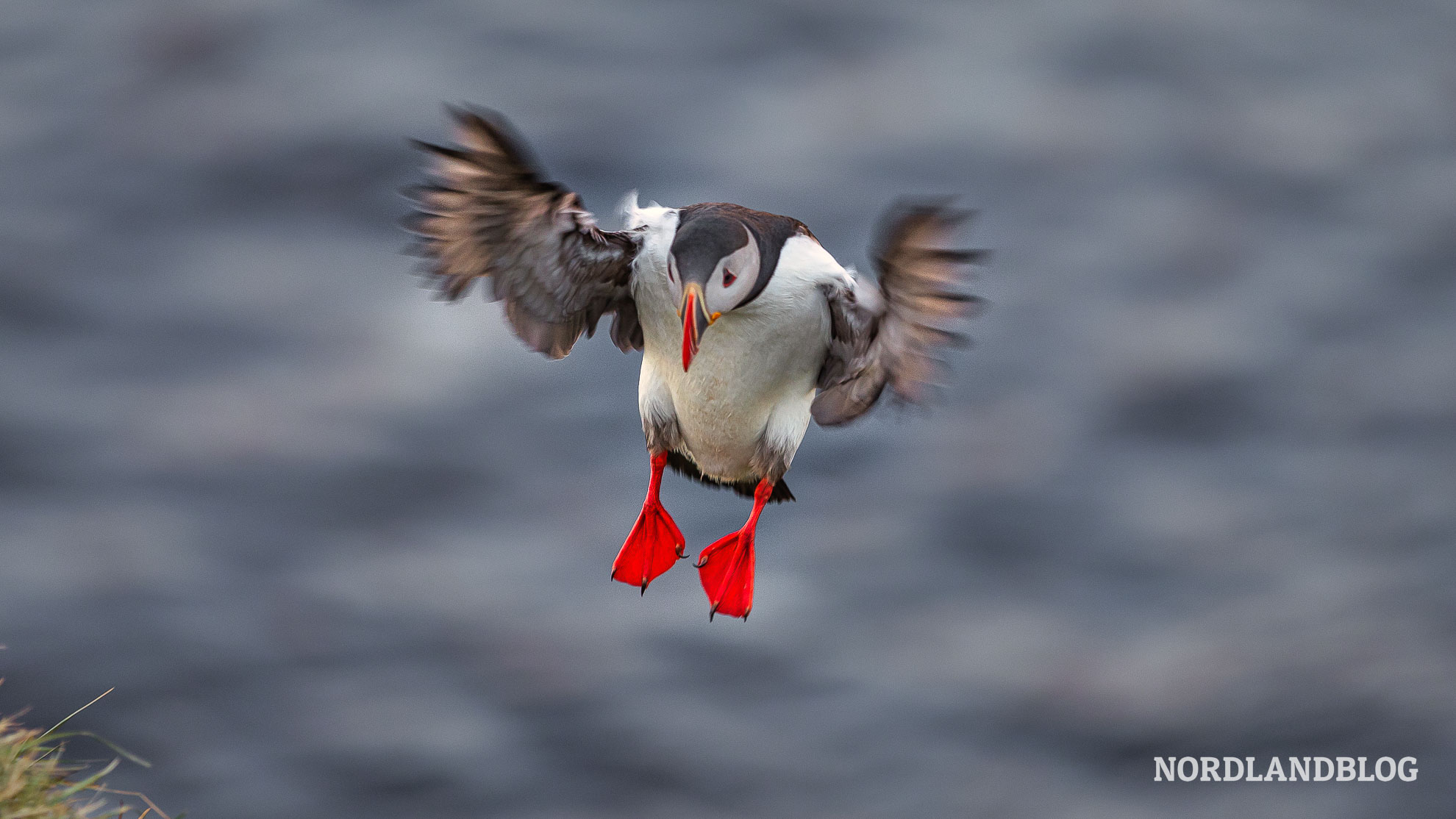 Papageitaucher im Landeanflug Norwegen