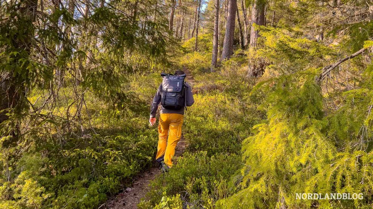Der Pfad führt durch herrliches Grün- Wanderung Ørnenapen im Setesdalen (Norwegen)