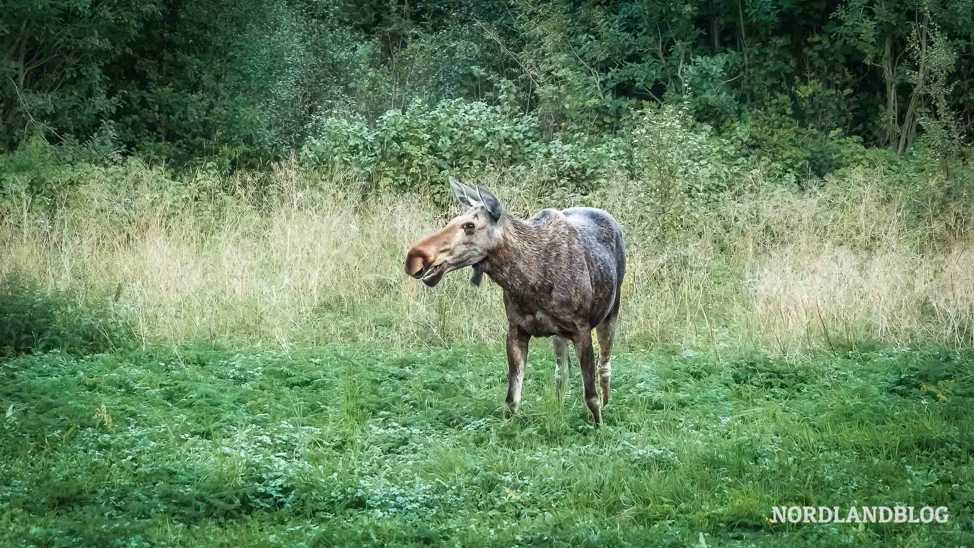 Elch am Straßenrand bei Rørvik