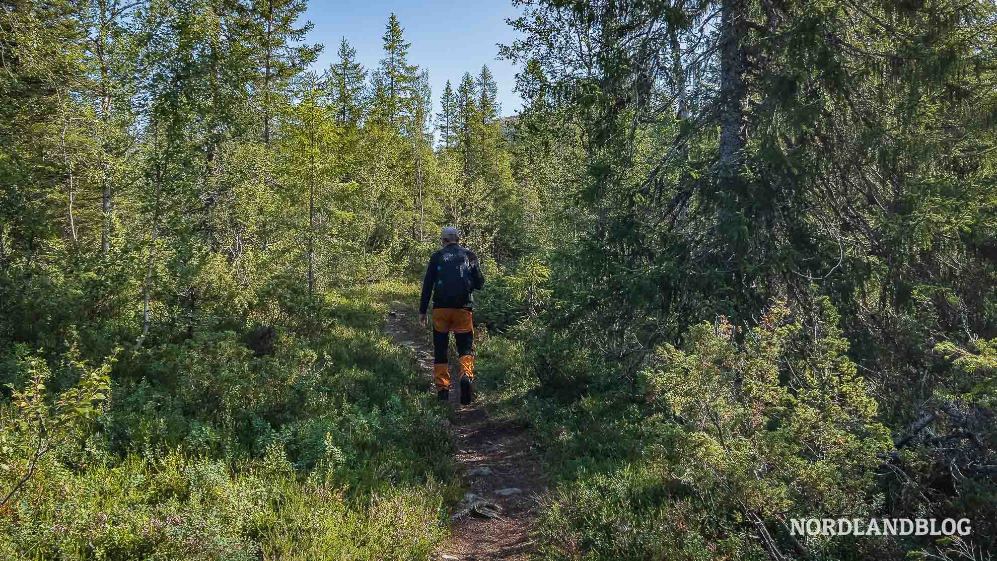 Waldstück Wanderung Nepsteinen Helgeland Norwegen