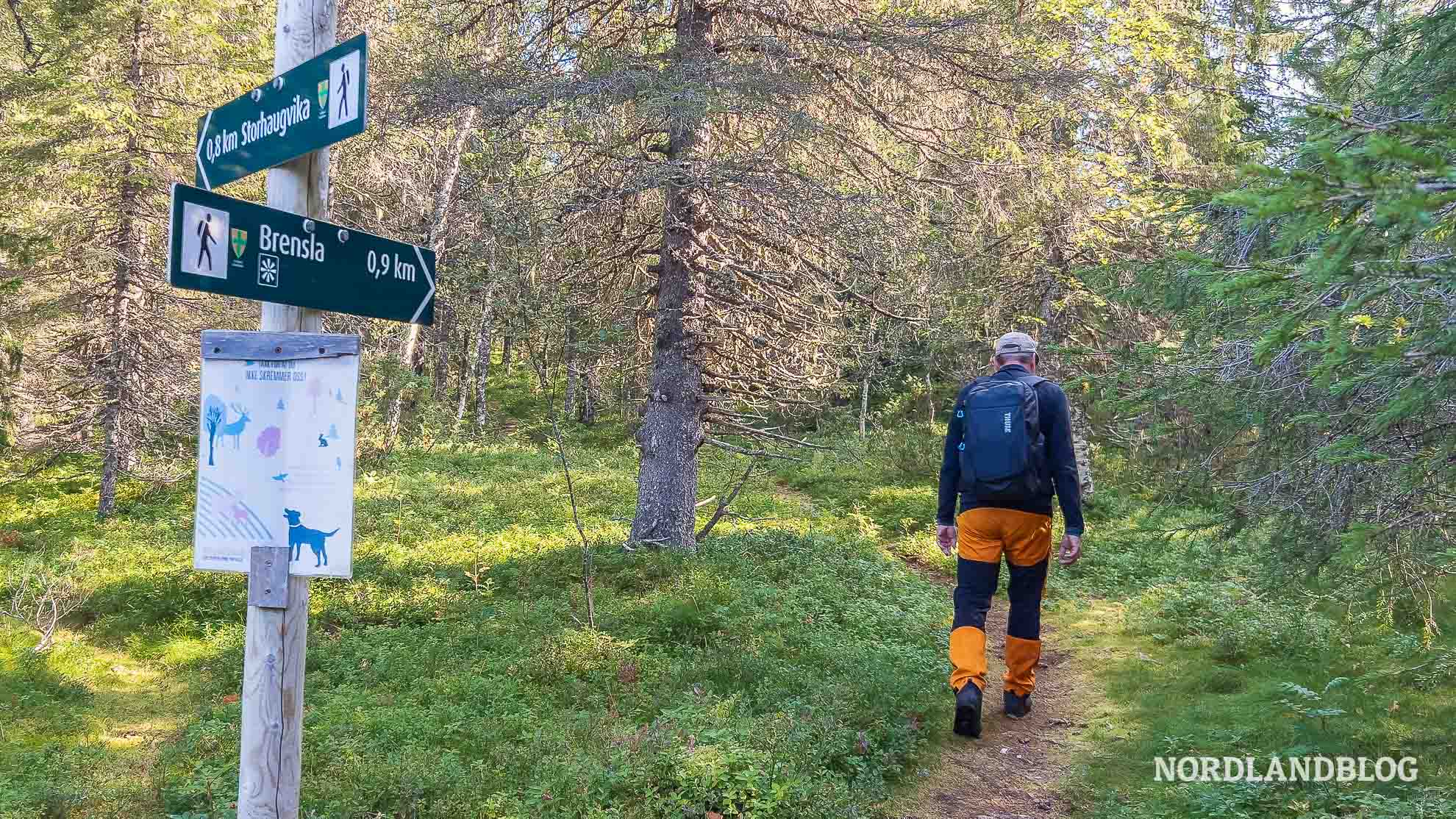 Waldstück Weggabelung Wanderung Nepsteinen Helgeland Norwegen