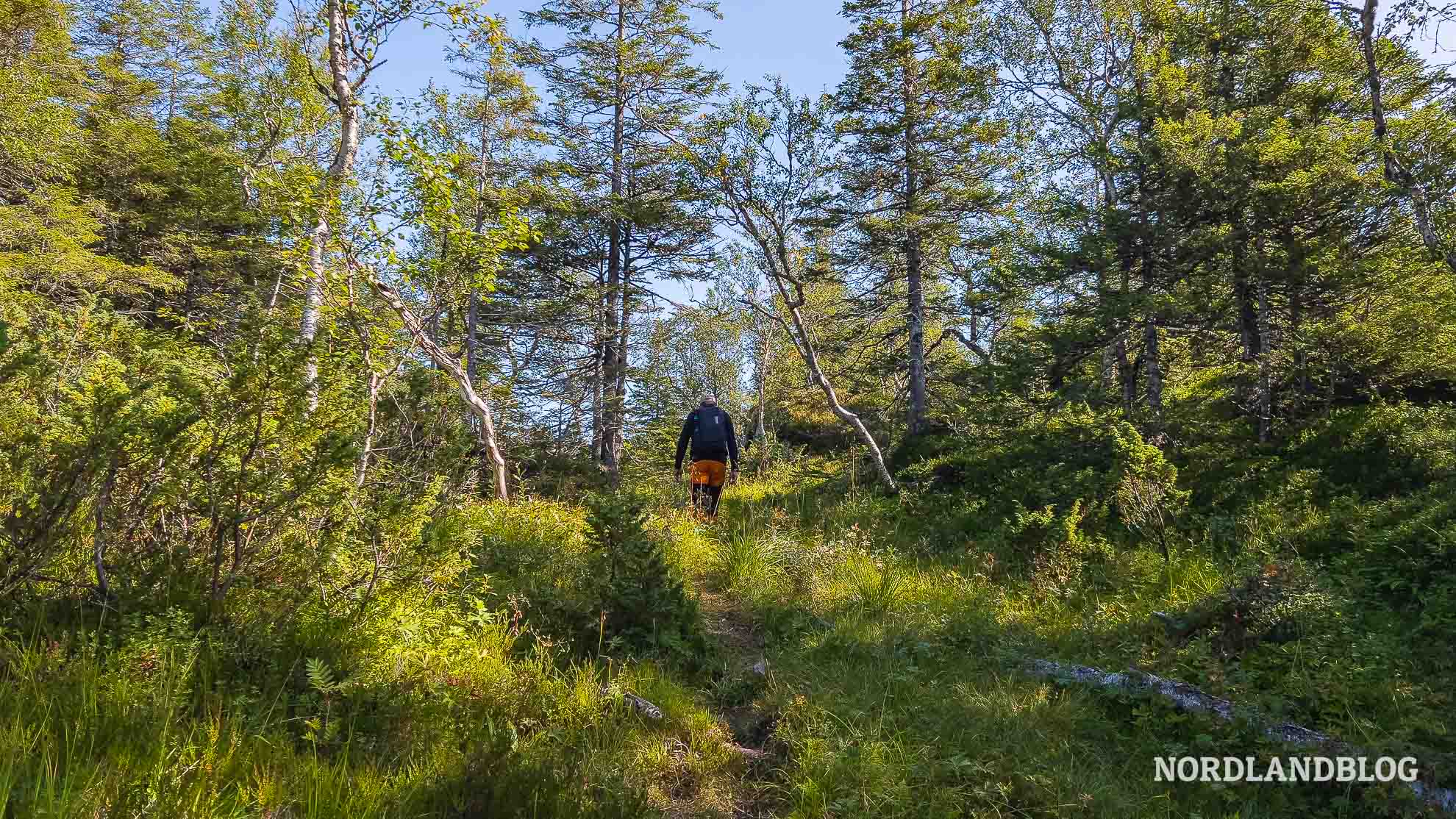 Wegstrecke Wald Hochebene Wanderung Nepsteinen Helgeland Norwegen