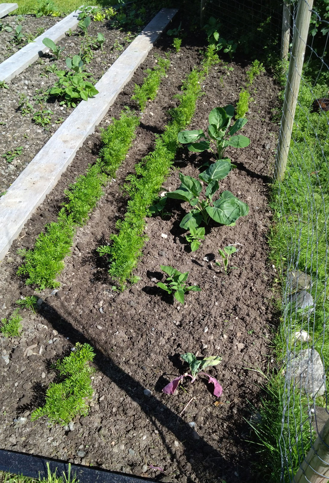 Mein-Kräutergarten-in-Bessaker, Norwegen: Ausgewandert nach Norwegen