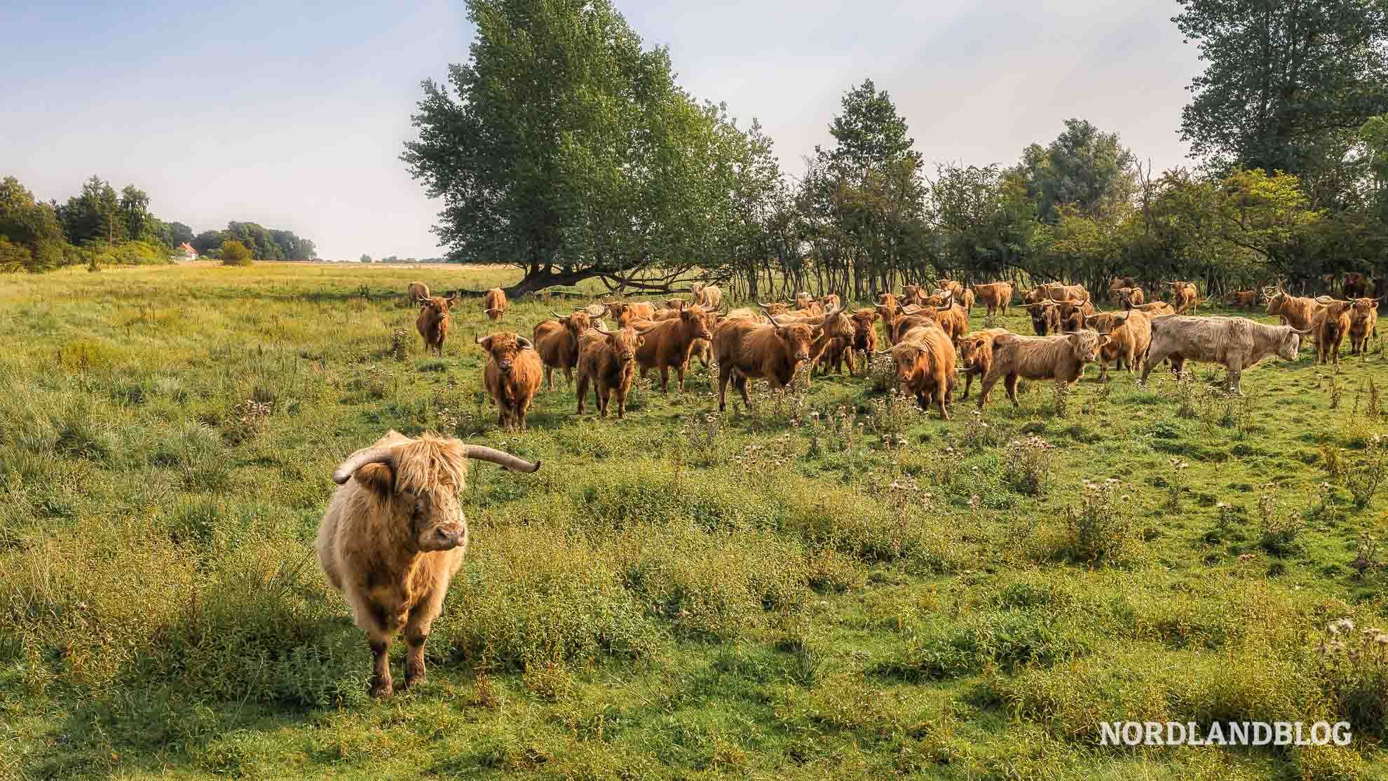 Schottland Rinder Bauernhof Faellinggaard Fyn Pintrip Stellplatz Dänemark Danmark