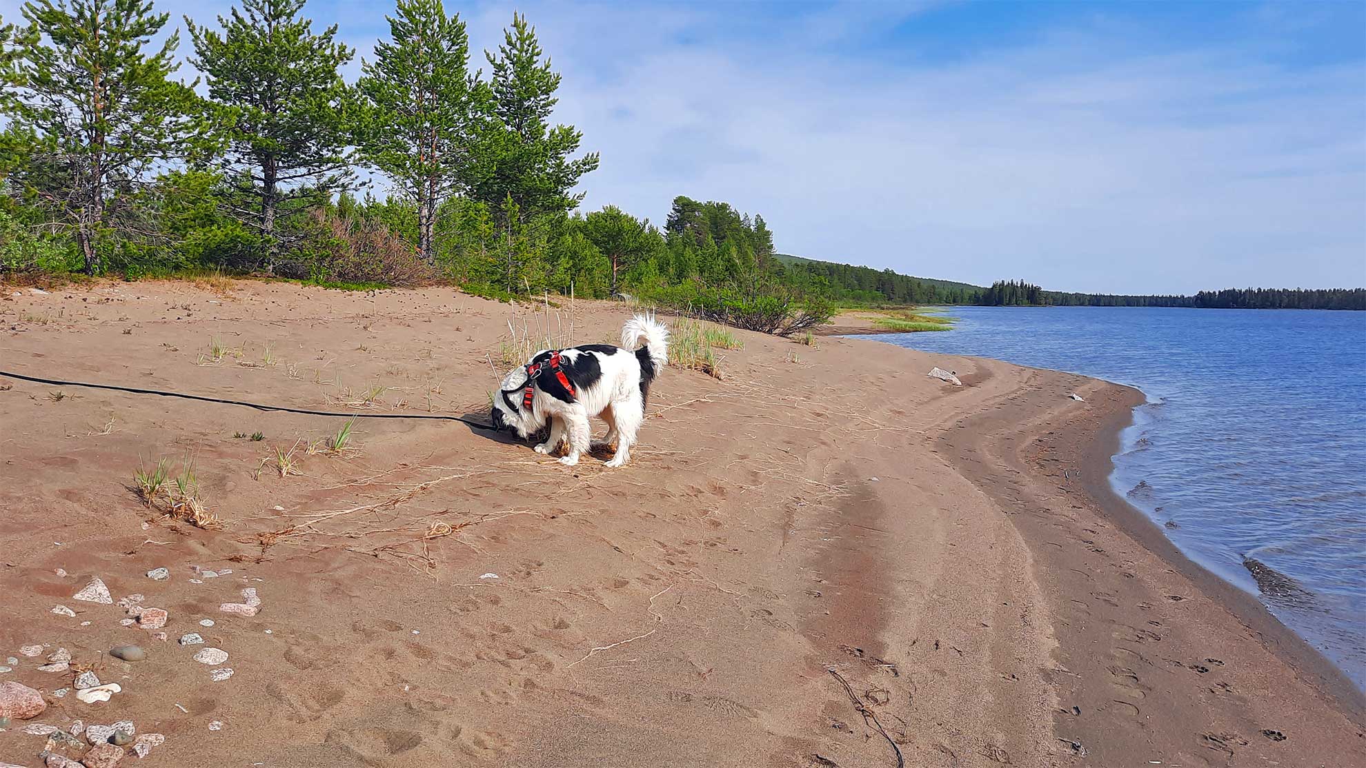 Am-Strand-in-Skandinavien-mit-Hund-©-C.-Wiebe