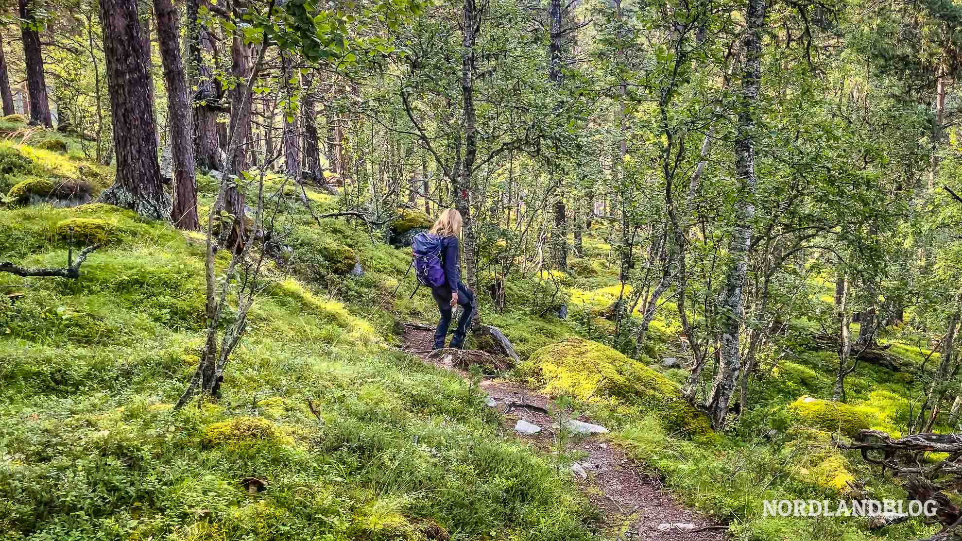 Herrlicher Mischwald Amotan Wanderung Norwegen