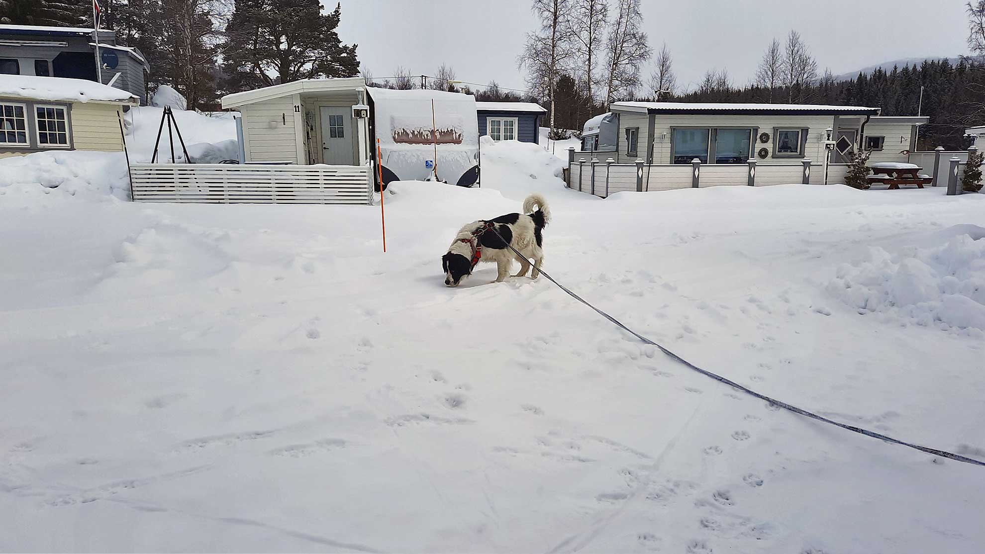 Mit-Hund-auf-dem-Campingplatz-Trollheimen-im-Winter-©-C.-Wiebe